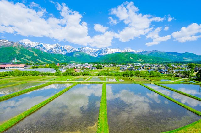 田植え後の水田と残雪の山並み
